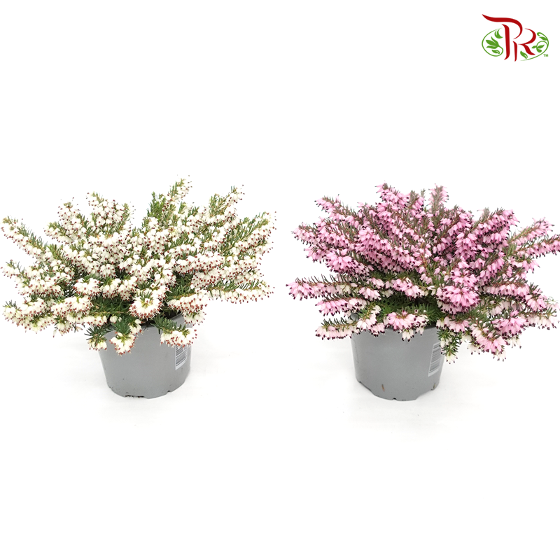 Erica Darleyensis  《欧石南》
