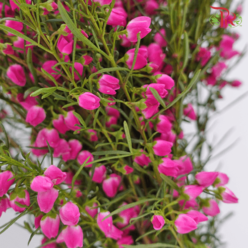 Erica Pink - (Per Bunch)-Pink-China-prflorist.com.my