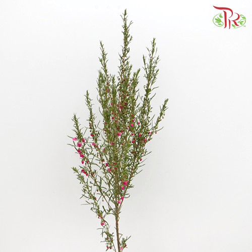 Erica Pink - (Per Bunch)-Pink-China-prflorist.com.my