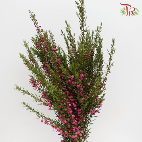 Erica Pink - (Per Bunch)-Pink-China-prflorist.com.my