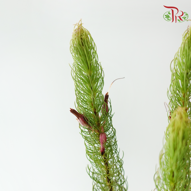 Erica Plukenetii (Per Bunch)-Africa-prflorist.com.my