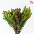 Erica Plukenetii (Per Bunch)-Africa-prflorist.com.my