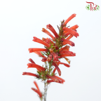 Erica - Red (Per Bunch)-Red-Africa-prflorist.com.my