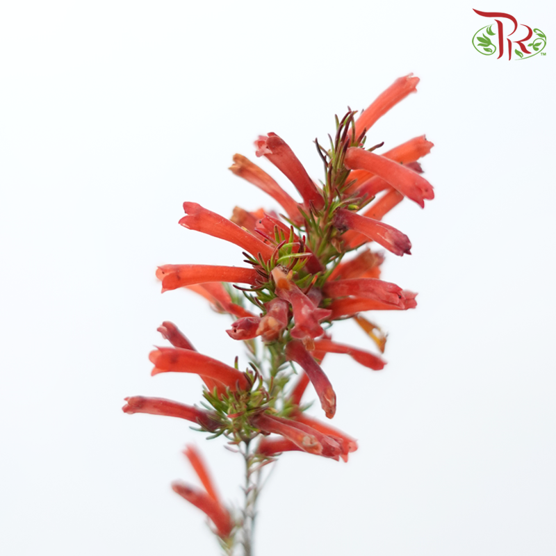 Erica - Red (Per Bunch)-Red-Africa-prflorist.com.my