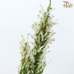 Erica - White (Per Bunch)-White-Africa-prflorist.com.my