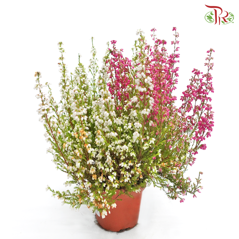 Erica《欧石南》-Pudu Ria Florist-prflorist.com.my