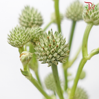 Eryngium - (5 Stems)-Kenya-prflorist.com.my