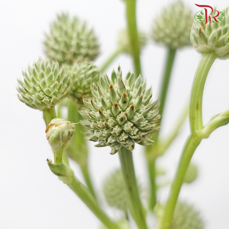 Eryngium - (5 Stems)-Kenya-prflorist.com.my
