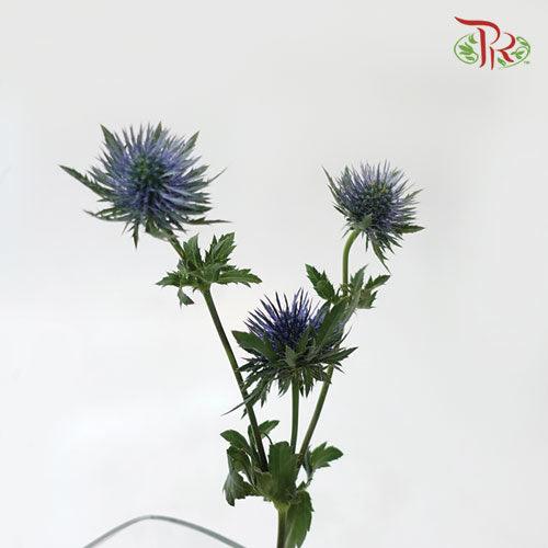 Eryngium - (5 Stems)-Netherland-prflorist.com.my