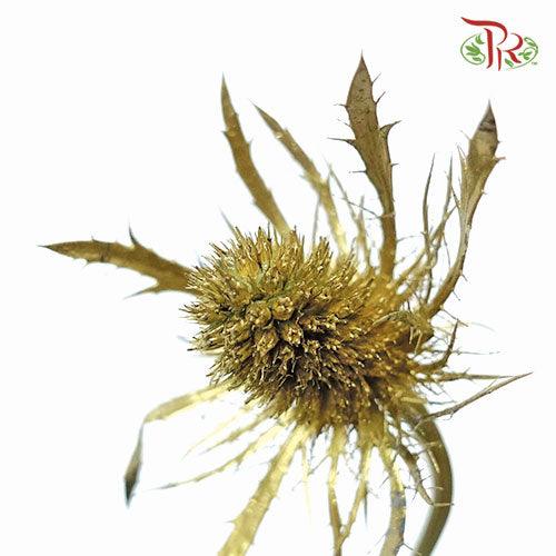 Eryngium Dyed - Gold (5 Stems)-Gold-Ecd-prflorist.com.my