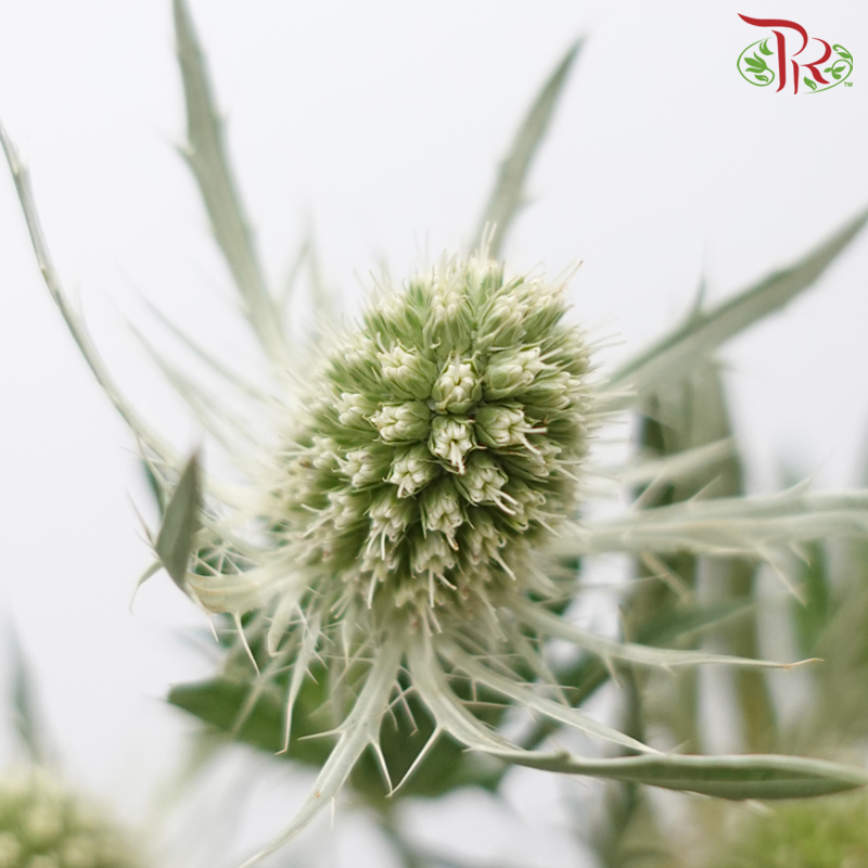 Eryngium Dynamite Silver - (2 Stems)-Netherland-prflorist.com.my