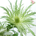 Eryngium - Green (5 Stems)-Green-Netherland-prflorist.com.my