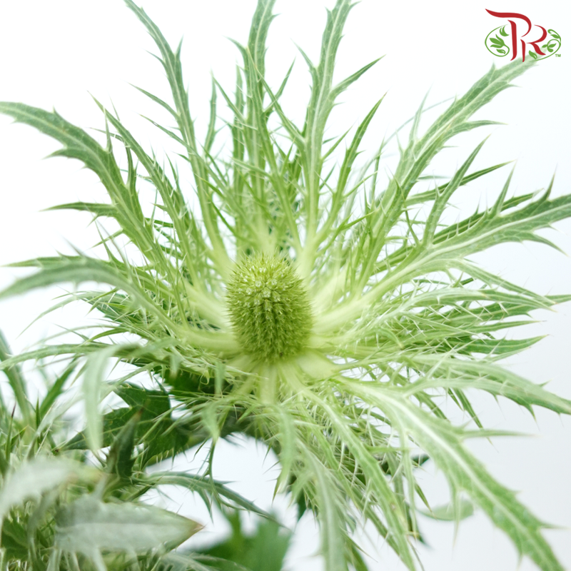 Eryngium - Green (5 Stems)-Green-Netherland-prflorist.com.my
