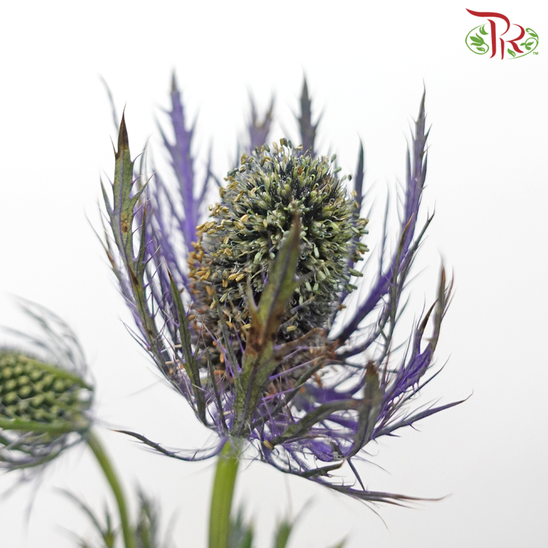 Eryngium Sharp - (5 Stems)-Netherland-prflorist.com.my