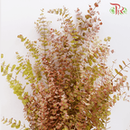 Eucalyptus - Autumn Natural (Per Bunch)-China-prflorist.com.my