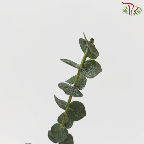 Eucalyptus Baby Blue (Small Bunch ) - (200-300 Gram)-China-prflorist.com.my