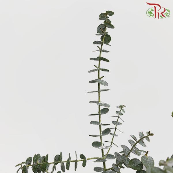 Eucalyptus Baby Blue (Small Bunch ) - (200-300 Gram)-China-prflorist.com.my