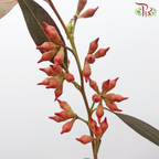 Eucalyptus Berry Dyed - (Per Bunch)-China-prflorist.com.my