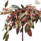 Eucalyptus Berry Dyed - (Per Bunch)-China-prflorist.com.my