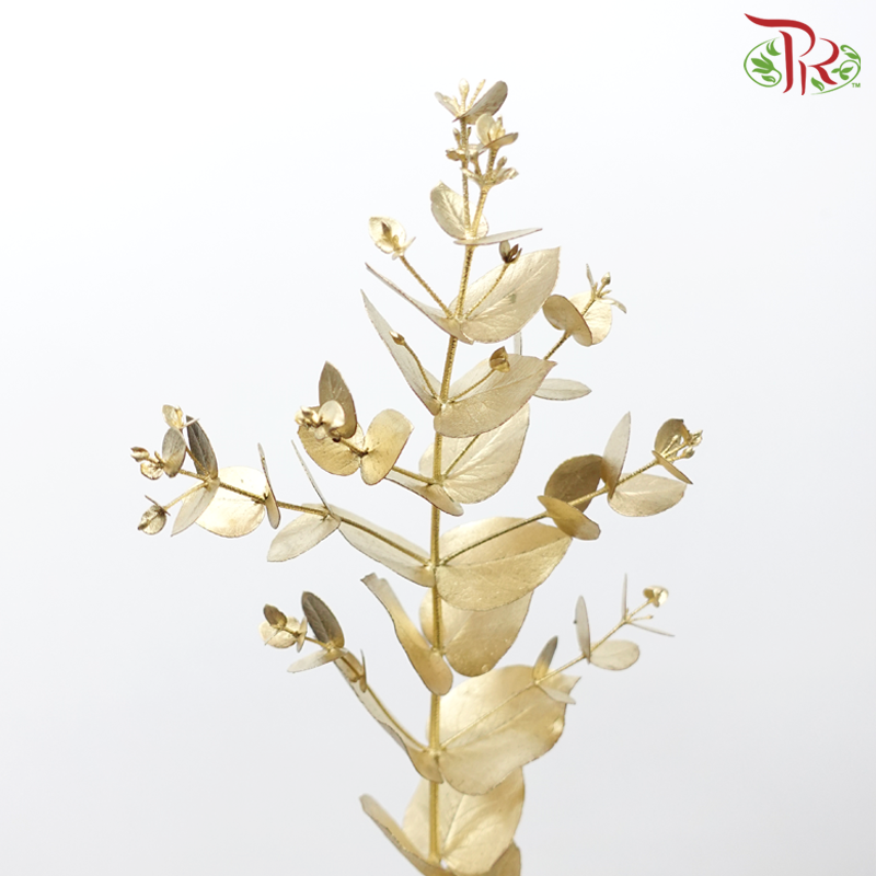 Eucalyptus Cineria Dyed - Gold (200grm)-Gold-Netherland-prflorist.com.my