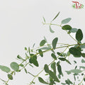 Eucalyptus - Gunni (Per Bunch)-China-prflorist.com.my