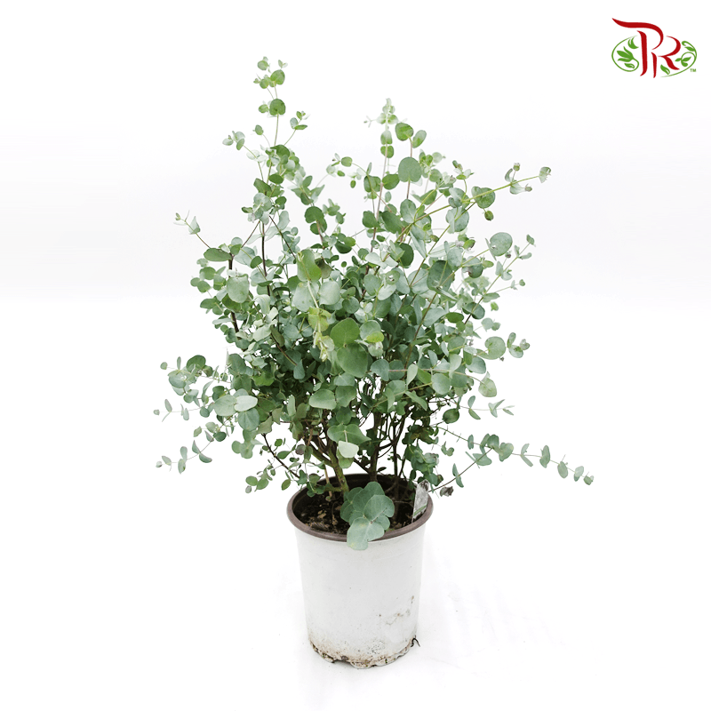 Eucalyptus Gunnii 《苹果桉》-Pudu Ria Florist-prflorist.com.my