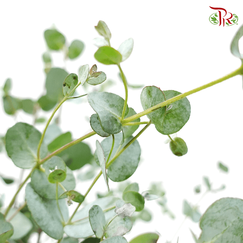 Eucalyptus Gunnii 《苹果桉》-Pudu Ria Florist-prflorist.com.my