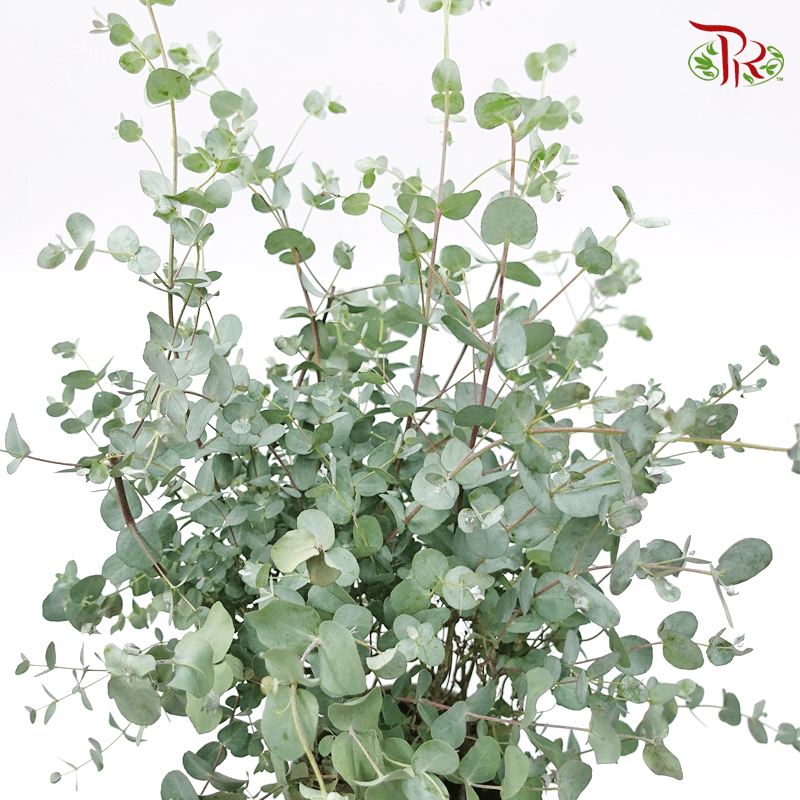 Eucalyptus Gunnii 《苹果桉》-Pudu Ria Florist-prflorist.com.my