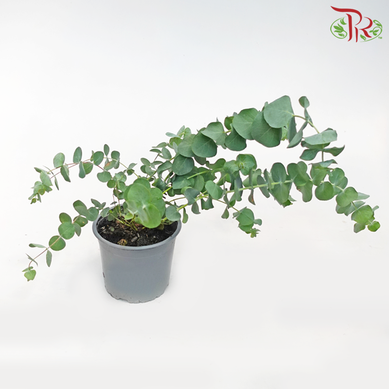 Eucalyptus Gunnii《苹果桉》-Pudu Ria Florist-prflorist.com.my