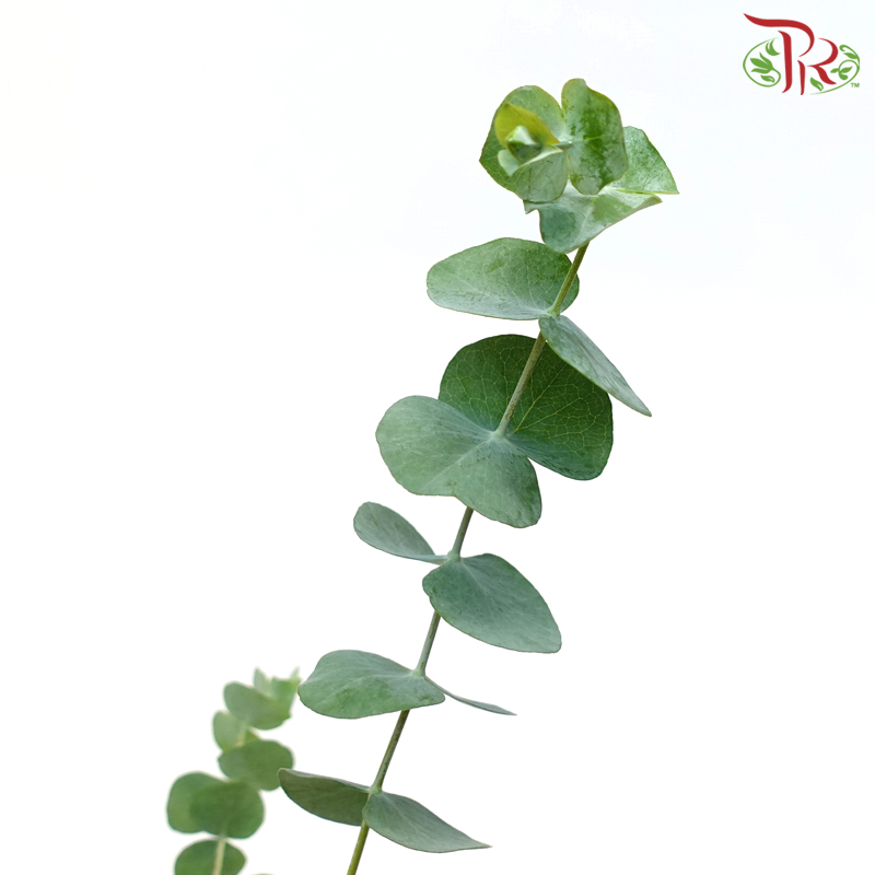 Eucalyptus Gunnii 《苹果桉》