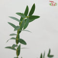 Eucalyptus Mini/Parvifolia (Small Bunch) - (300 Gram)-China-prflorist.com.my