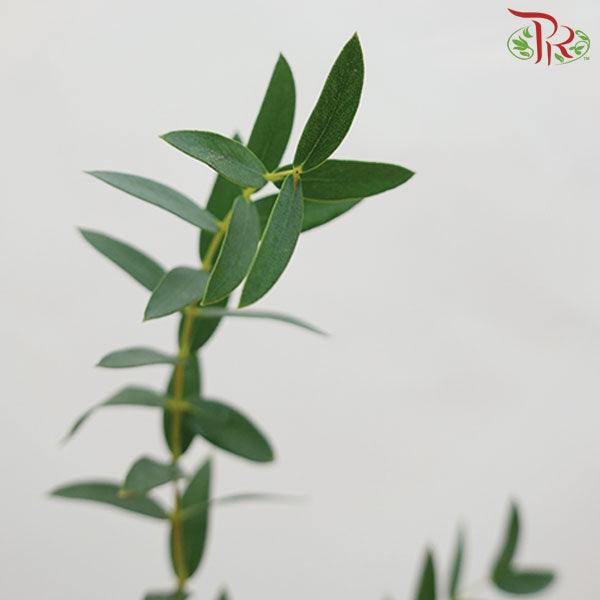Eucalyptus Mini/Parvifolia (Small Bunch) - (300 Gram)-China-prflorist.com.my
