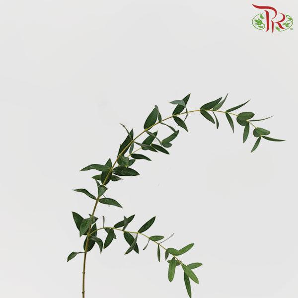 Eucalyptus Mini/Parvifolia (Small Bunch) - (300 Gram)-China-prflorist.com.my