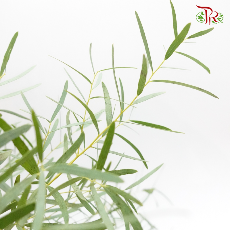 Eucalyptus Nicholii - (Per Bunch)-Green-Netherland-prflorist.com.my
