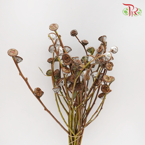Eucalyptus - Nut (Per Bunch)-China-prflorist.com.my