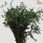 Eucalyptus Parvifolia - (200-300 Gram)-Italy-prflorist.com.my