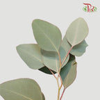Eucalyptus Populus