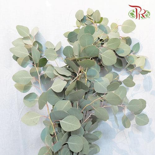 Eucalyptus Populus