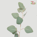 Eucalyptus Populus