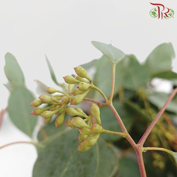 Eucalyptus - Populus With Berry (Per Bunch)-China-prflorist.com.my