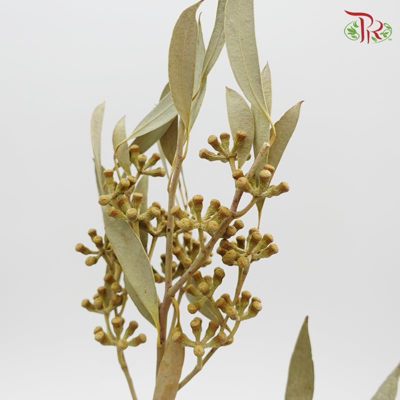 Eucalyptus Sideroxylon Preservative ( 4015-0-700 )-Green-Japan-prflorist.com.my
