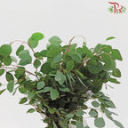 Eucalyptus Silver Dollar - (Small Bunch)-China-prflorist.com.my