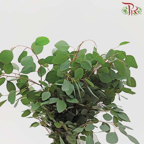 Eucalyptus Silver Dollar - (Small Bunch)-China-prflorist.com.my
