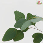 Eucalyptus Silver Dollar - (Small Bunch)-China-prflorist.com.my