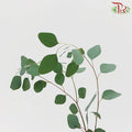 Eucalyptus Silver Dollar - (Small Bunch)-China-prflorist.com.my