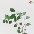 Eucalyptus Silver Dollar - (Small Bunch)-China-prflorist.com.my