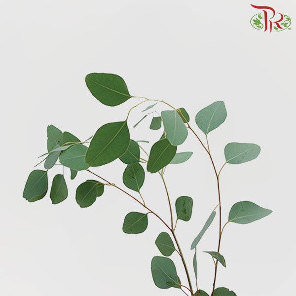 Eucalyptus Silver Dollar - (Small Bunch)-China-prflorist.com.my