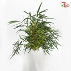 Eucalyptus With Berry (Per Bunch)-Green-China-prflorist.com.my