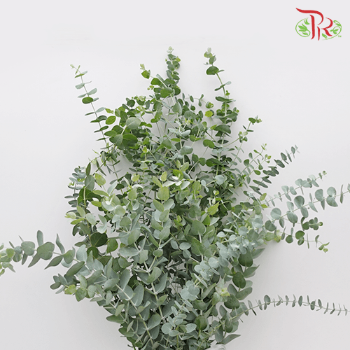 Eucalyptus XL - Per Bunch-Malaysia-prflorist.com.my