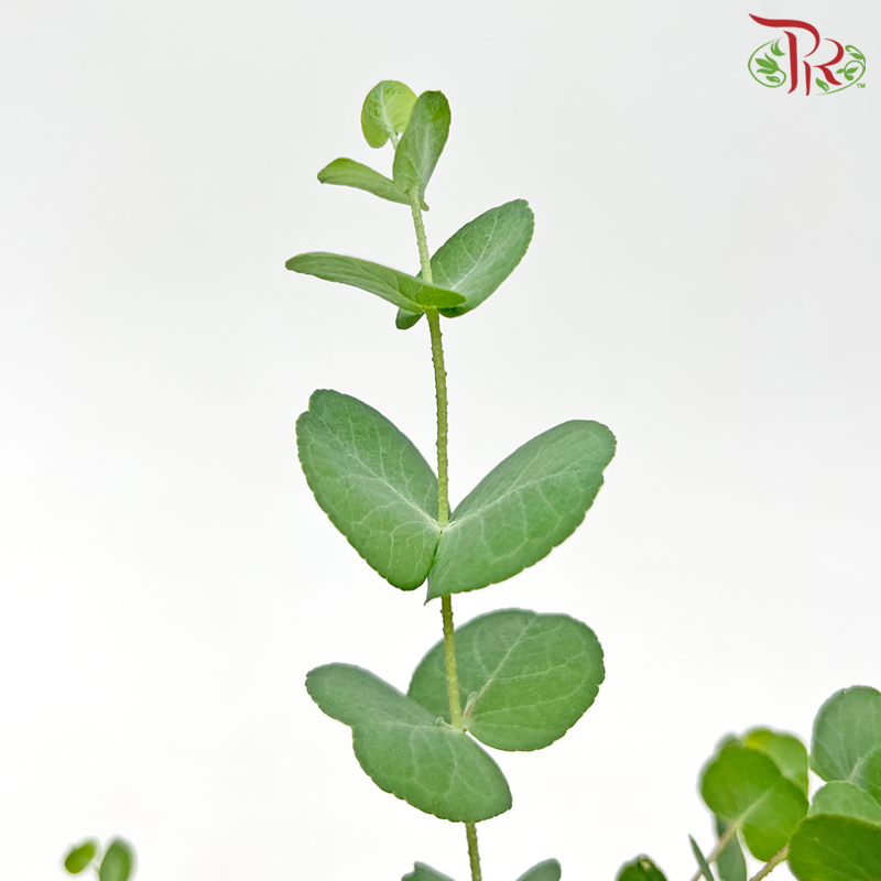 Eucalyptus《尤加利》-Pudu Ria Florist-prflorist.com.my